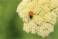 苹果4怎么刷机（苹果4刷机详细教程）